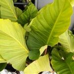 Alocasia cucullata Folha