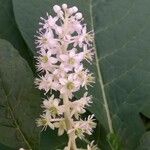 Phytolacca acinosa Flower