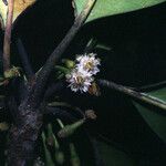 Manilkara bidentata Flor