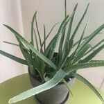 Aloe veraLeht