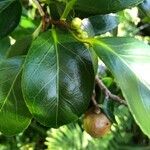 Camellia japonica List