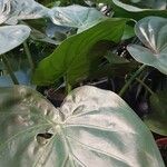 Alocasia cucullata Fuelha