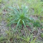 Eryngium horridum Leaf