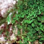 Thalictrum macrocarpum Egyéb