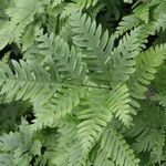 Pteris fauriei Blatt