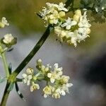 Galium lucidum Çiçek