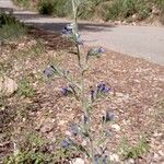 Echium vulgareBlomst