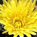 Sonchus oleraceus Flower