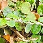 Microgramma vacciniifolia Ліст