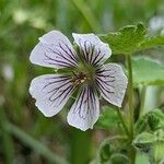 Geranium renardii Flower