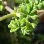 Pelargonium trifidum Other