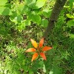 Lilium philadelphicum പുഷ്പം