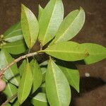 Ficus americana List