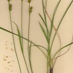 Carex × xanthocarpa