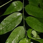 Phyllanthus skutchii Folha