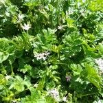 Erodium moschatumFloare