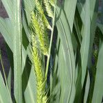 Echinochloa polystachya Flower