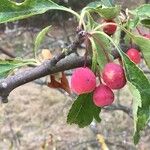 Malus toringoides Frukto