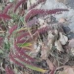 Pennisetum pedicellatum Habit