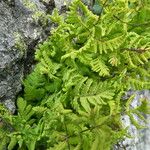 Gymnocarpium dryopteris ശീലം