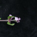 Stachys melissifolia Hábito