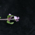 Stachys melissifolia