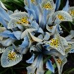 Iris reticulata Цвят