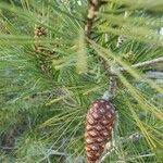 Pinus halepensis 果実