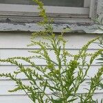 Solidago canadensisЦветок