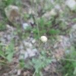 Tanacetum cinerariifolium Fleur