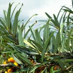 Hippophae rhamnoides Leaf