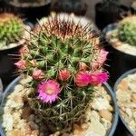 Mammillaria backebergiana Schors