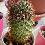 Mammillaria spinosissima Листок