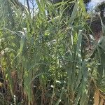 Arundo donax 葉