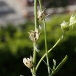 Linaria simplex Fruitua