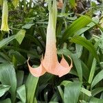 Brugmansia versicolor Flors