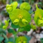 Euphorbia amygdaloides Blodyn
