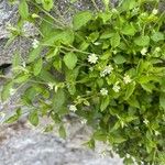 Moehringia trinervia 花