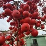 Idesia polycarpa Fruit