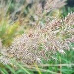 Calamagrostis arundinacea Fula