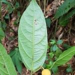 Mortoniodendron cauliflorum Folha