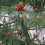 Pinus roxburghii List