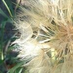 Tragopogon dubius Fruit