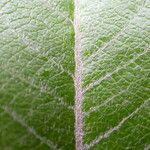 Salix daltoniana Leaf