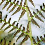 Athyrium filix-femina Frukt