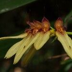 Bulbophyllum longiflorum Květ