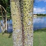 Ceiba speciosa خشب