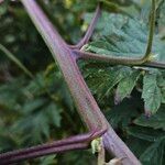 Rubus nemoralis Bark