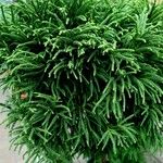 Cryptomeria japonica ᱛᱟᱦᱮᱸ