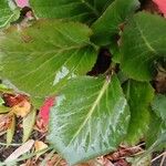 Bergenia crassifolia葉